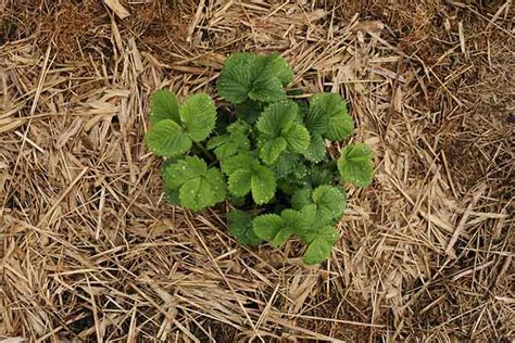 Straw Mulch vs. Hay Mulch: Which Is Better? - The Grow Network : The Grow Network