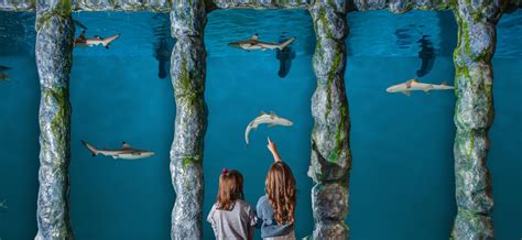 All the details on the new Blue Zoo aquarium, opening April 1 at the Mall of Louisiana