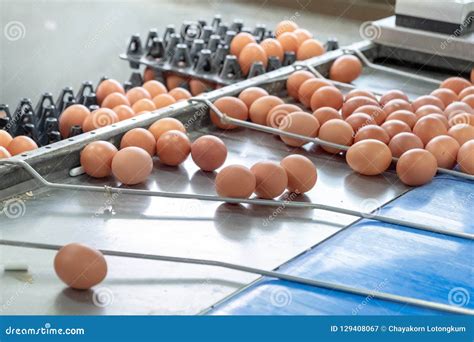 Fresh Egg Grading and Sorting Machine, Grade Egg by Weight and Size Stock Image - Image of ...