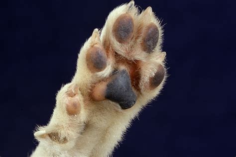 "Dewclaw Dilemma: Weighing the Pros and Cons of Removing Dewclaws in ...