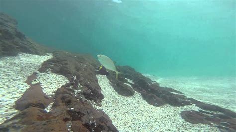 28 May, 2015, snorkeling Playa Conchal, Costa Rica - YouTube