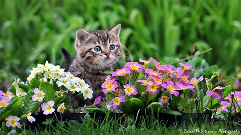 Photo kitty cat cat Flowers Animals