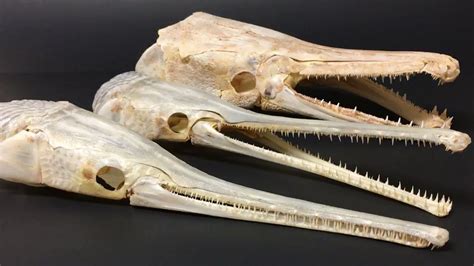 Longnose Gar Skulls + Alligator Gar Skull + Jaw - YouTube