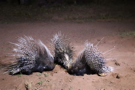 African Porcupine of Pricky Okonjima | Sense Earth