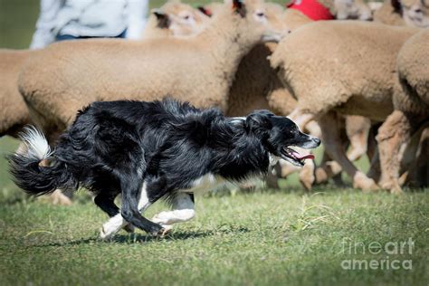 Border Collie herding sheep Photograph by Tony Camacho | Fine Art America