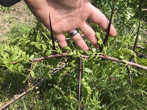 Thorns of a Locust tree in East Texas. : r/natureismetal