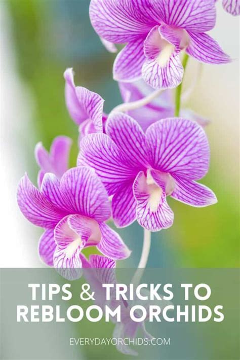 Flower Spike, Flower Bud, Orchid Flower, Flower Garden, Orchid Plant Care, Plant Care Houseplant ...