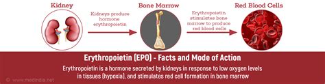 Erythropoietin (EPO) - Facts and Mode of Action