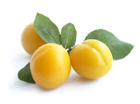 What Is A Mirabelle Plum - Growing Mirabelles In The Garden