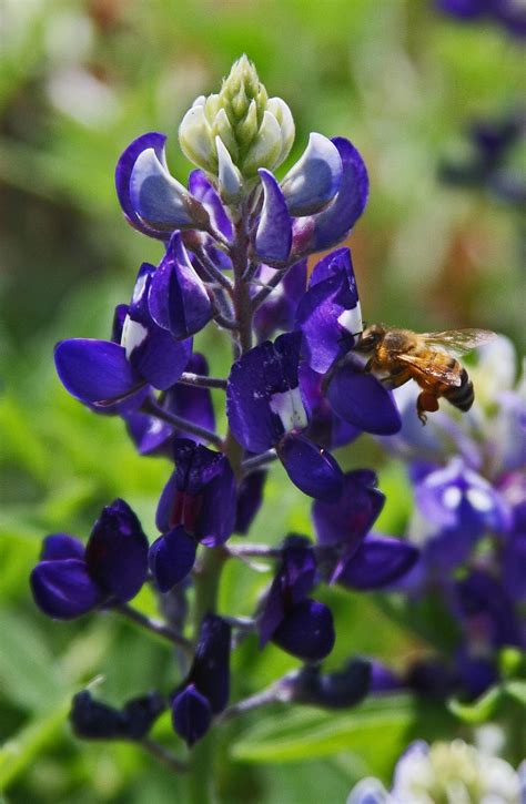 Lady Bird Johnson bluebonnet ‘bluer than blue’ | AgriLife Today