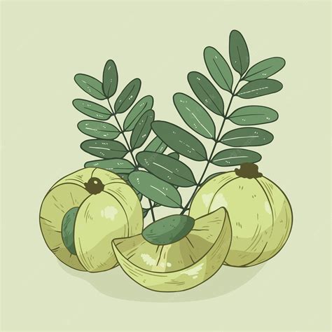 Free Vector | Hand drawn amla fruit illustrated