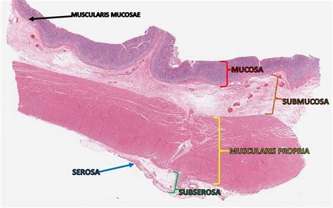 Stomach Histology Labeled