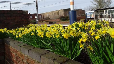 Platform 2 b | Longport Station and Miniature Daffodils. | Wildlife Terry | Flickr
