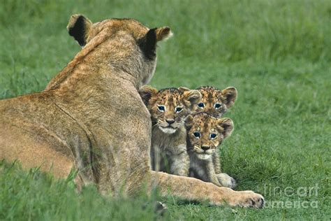 African Lion Cubs Study the Photographer Tanzania Photograph by Dave Welling