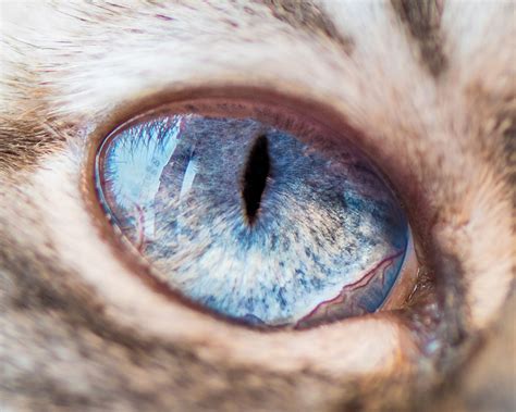 Mesmerizing Macro Shots Of Cat Eyes | Memolition