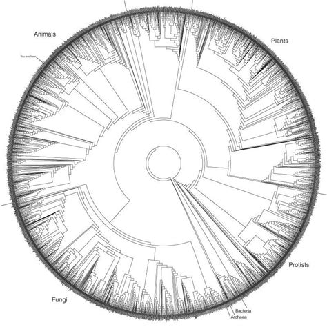 Where can I purchase a Phylogenetic tree of Life poster, canvas, print, etc? Something similar ...