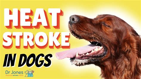 Can Heat Stroke Cause A Seizure In Dogs