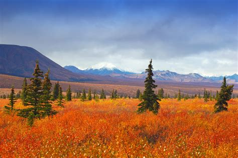 Denali National Park & Preserve, Alaska | Travel Alaska