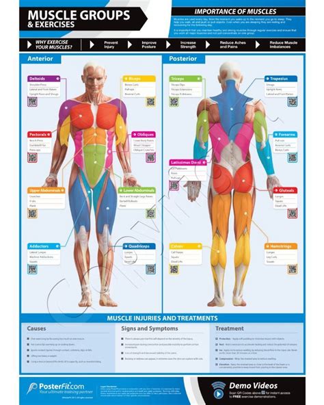 Product Description The Muscles Groups and Exercises poster vibrantly ...