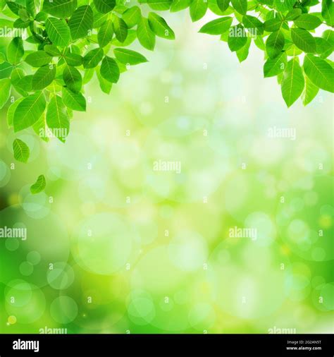 Green leaves on bokeh abstract background - border design Stock Photo ...