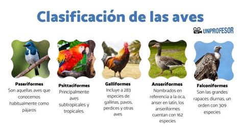 Clasificación de las AVES - [Lista con IMÁGENES!]