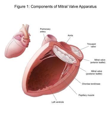 Mitral Valve Anatomy: Overview, Gross Anatomy, Microscopic Anatomy