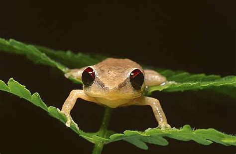 Frog species across Caribbean teeter on edge of extinction in a sign of ecological peril ...