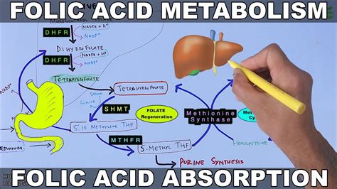 Folic Acid Metabolism | Folate Cycle - YouTube