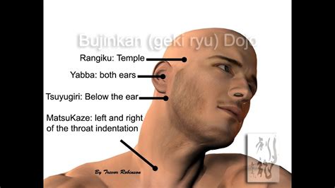 PRESSURE POINTS OF THE NECK (New) - YouTube