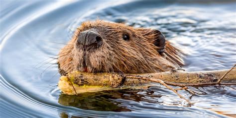 The National Trust Reintroduces Eurasian Beavers South England