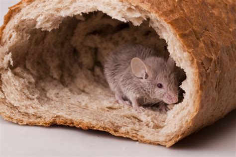 The Best Foods to Give Your Pet Mice » Petsoid