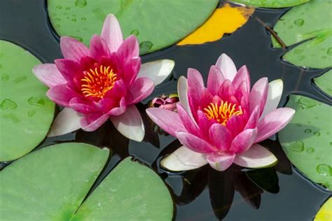 Water Lily Flower Meaning & Symbolism (Essential Guide) - Petal Republic