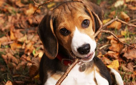 Beagle Wallpapers HD Download | Cachorros beagle, Perro beagle ...