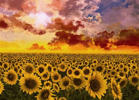 Sunflowers Field 1 Painting by Bekim Art