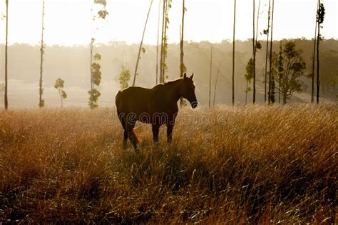 Waler Breed Horse stock image. Image of waler, enclosure - 252492483