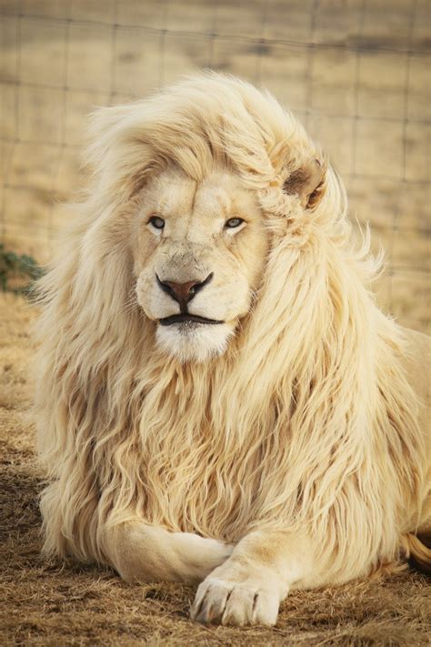 30k+ White Lion Pictures | Download Free Images on Unsplash