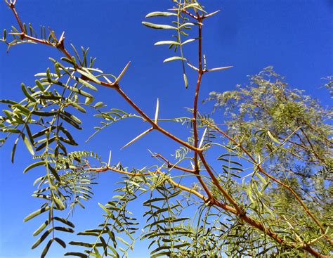 danger garden: This weeks favorite, the Mesquite Tree...