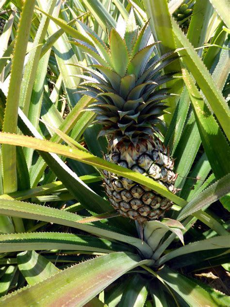 How to grow Pineapple | Growing Pineapple plant in containers | caring - NatureBring