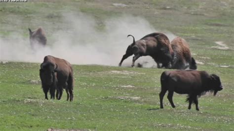 Teen injured by bison in North Dakota national park - ABC7 New York