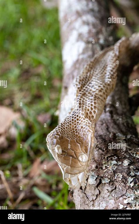 Snake skin that had been shed Stock Photo - Alamy