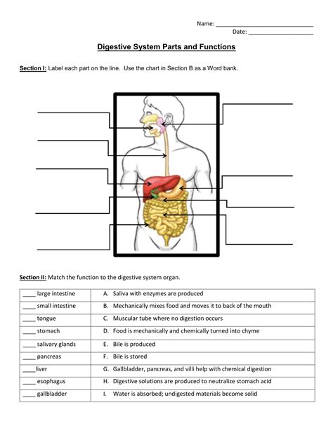 Digestive System Parts and Functions