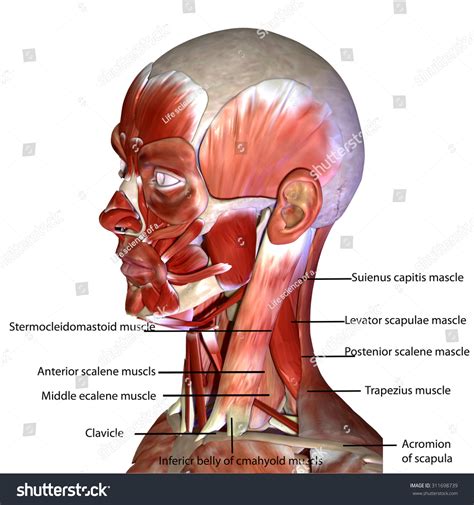 Human Face Muscles Stock Photo 311698739 : Shutterstock