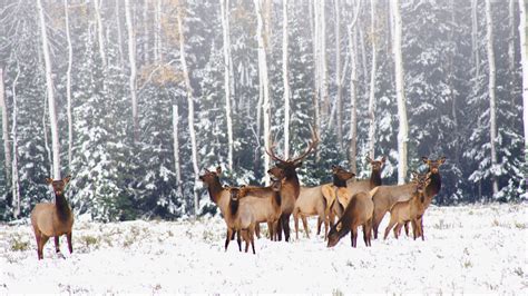 Snow on the Hoof: How Deer, Elk and Other Western Wildlife Cope in Harsh Winters - Cool Green ...