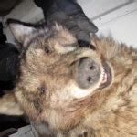 The Tragic Story of the Death of Mexican Wolf 1288 at the Hands of USDA Wildlife Services | The ...