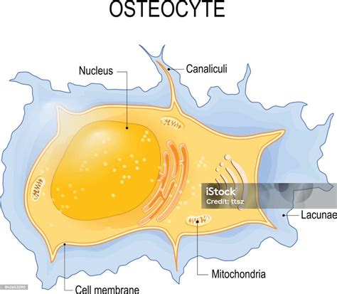 Osteocyte Stock Illustration - Download Image Now - Anatomy, Animal, Biological Cell - iStock