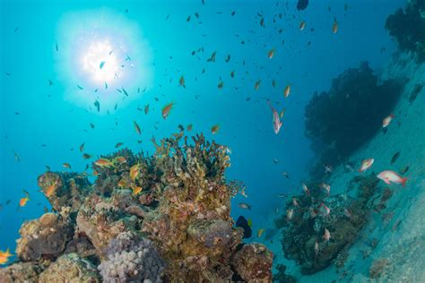 Coral reef and water plants in the Red Sea, Eilat Israel 4256203 Stock ...