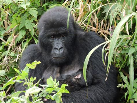 Gorilla trekking in Congo - Kagera Safaris