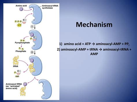 PPT - Aminoacyl tRNA Synthetase PowerPoint Presentation, free download ...