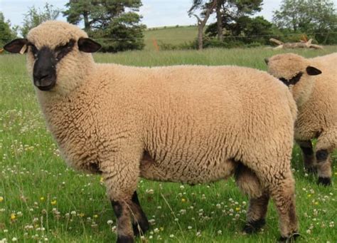15 Best Sheep Breeds for Meat - PetHelpful