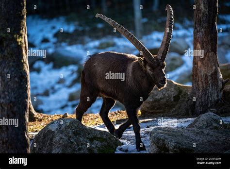 Iberian Ibex or Bouquetin, Capra pyrenaica, Parc Animalier - Wildlife Park, Les Angles, Capcir ...